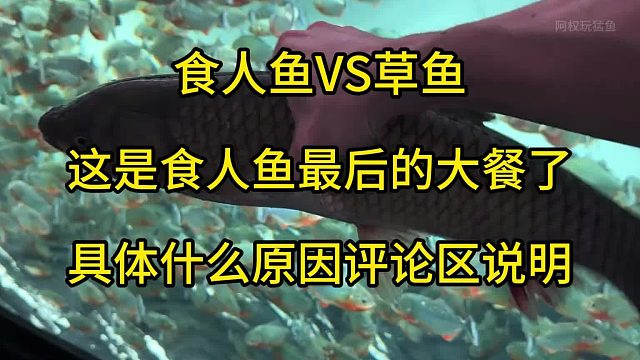 食人鱼最后的大餐 由于不想养了，但也不能放生，不能售卖。