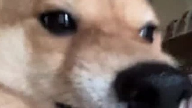 狗：这年头钱难挣啊