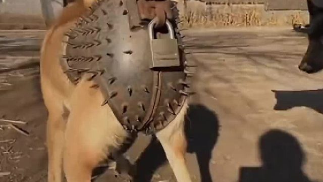 狗：你比我这个狗还狗啊！哈哈！