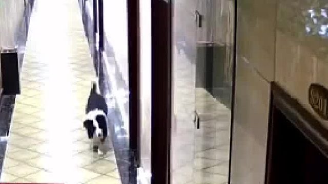 边牧是边牧狗是狗