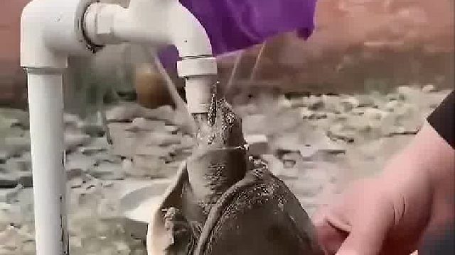 吃他杀他就算了，你还让他被活活撑死