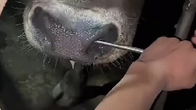 牛：很痛的，你知不知道