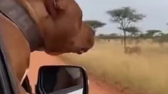 一往无前，勇气可嘉，可惜找错了对手