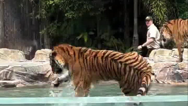 会游泳，会爬树，跑也跑不过，打也打不过，野外遇到怎么办？  ​