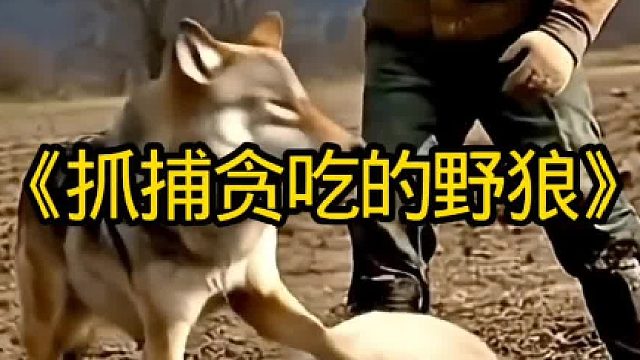 抓捕贪吃的野狼