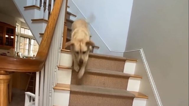 小哥因出差把狗狗给爷爷带，开始怕它会不开心不料在爷爷家会这样