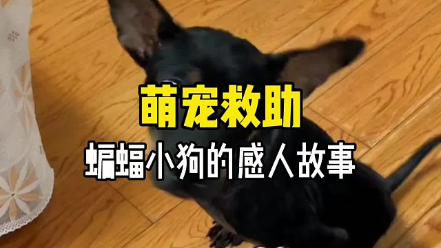 大家还记得这只让人心疼的蝙蝠狗狗吗？