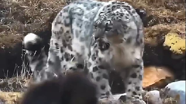 雪豹抓捕高原牛魔王，就连顶级攀岩高手岩羊也不放过