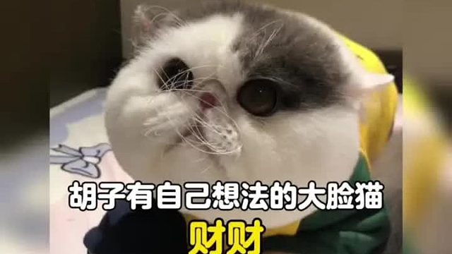 一只胡子长得为所欲为，丑得有些好看的大脸猫