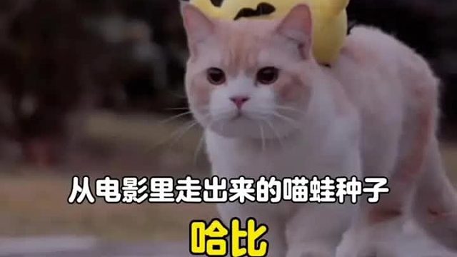 从电影里走出来的喵蛙种子，想要看更大更精彩的世界