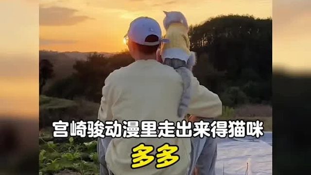 从宫崎骏动漫里走出来的猫咪，真的好治愈好美好