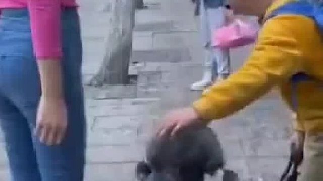 虽然狗狗很厉害，但是我的目光从不在它身上