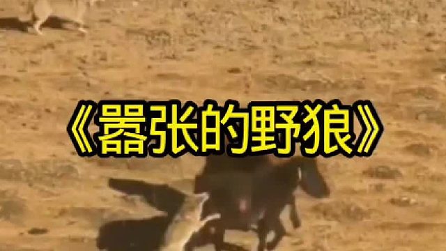 疯狂嚣张的野狼袭击小马驹