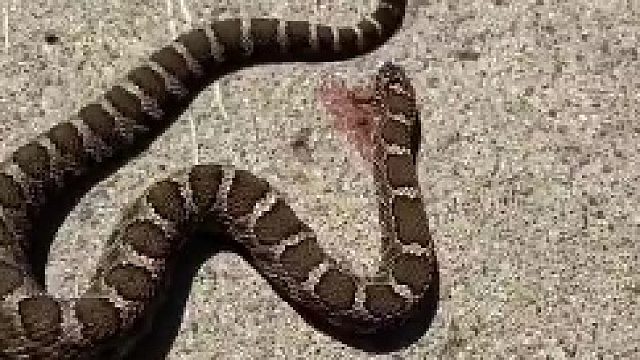 用毒蛇的蛇毒去毒毒蛇毒蛇会被蛇毒毒死吗