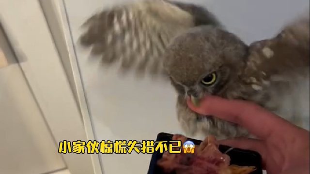 国外网友随手投喂了只在窗台歇脚的小鸟，不料两个熟络后结下不解之缘…