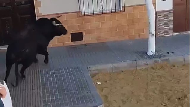 脱缰的老牛从斗牛场里逃跑，数名彪形大汉全力追击