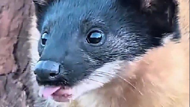 动物界被忽略的狠角色黄喉貂究竟有多猛