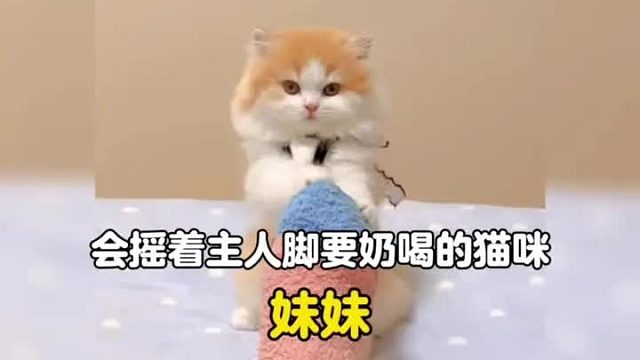 谁能拒绝一只会摇铲屎官脚要奶喝的小奶猫呢