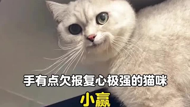 论一只猫咪的报复心能有多强