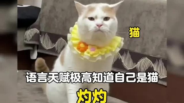 一只对自己认知清楚，语言天赋极高的猫咪