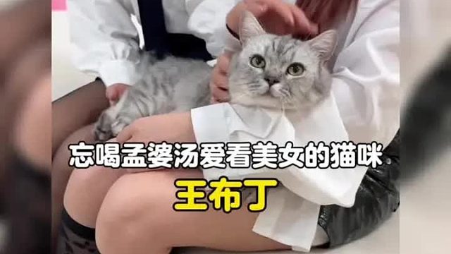 一只喜欢看女主人洗澡，绿到发光的猫咪