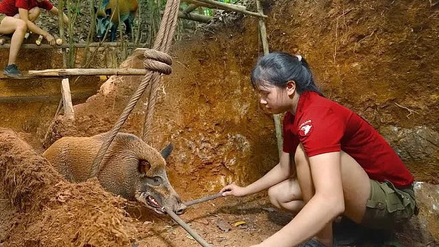 20260112直播：抓小猪-引野猪妈妈落入陷阱-狩猎野猪和结局