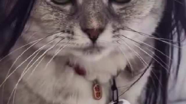 给猫咪带上假发我真的要笑死！！！#全网热点共创计划#