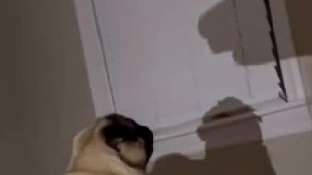 听口音不是本地狗啊