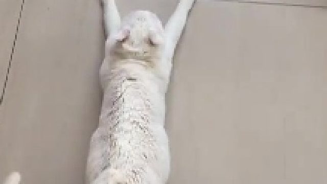 这钟点猫多钱一天，还会擦玻璃不