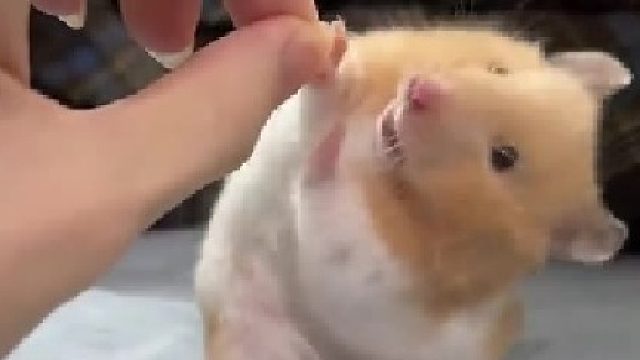 谁会拒绝一个精灵小鼠弟呢