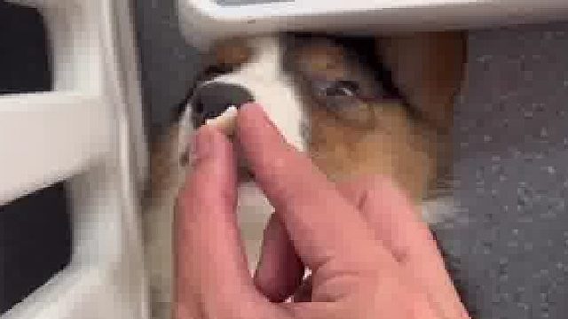 好家伙，虽然我不是人，但你是真的狗