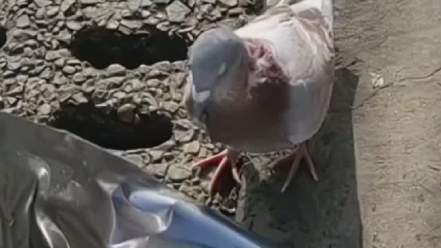 心死翼未伤 亦可去远方