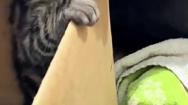 被硬控的小猫咪#全网热点共创计划#