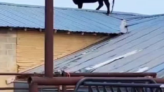 牛：上房揭瓦搞笑牛牛合集#全网热点共创计划#