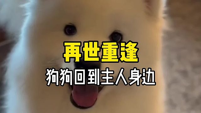 原来离开世界的宠物真的会拼尽全力回到主人的身边！