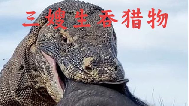 三嫂巨蜥生吞猎物简直恐怖如斯也