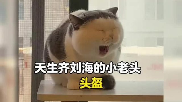 自带齐刘海长得有些着急的小老头