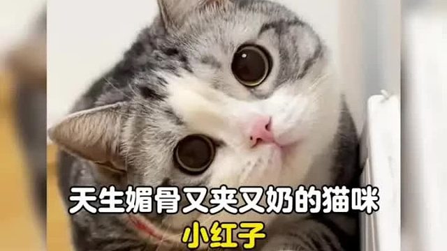 谁能拒绝一只又夹又奶情绪稳定的猫猫妲己呢