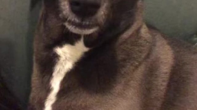 tiktok上最近很火的一个狗狗trend