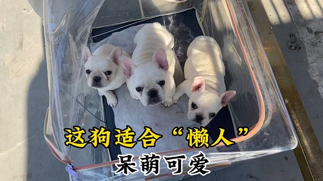 适合“懒人”养的狗，不用刻意遛它，就是怕冷怕热睡觉打呼放屁