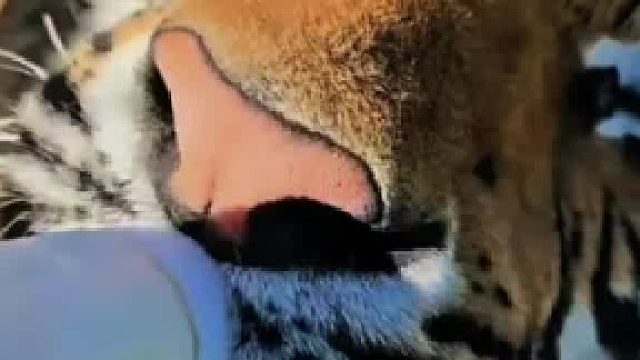 大脑斧也爱喝奶果然猫科动物都呆萌呆萌搞笑大脑斧合集1