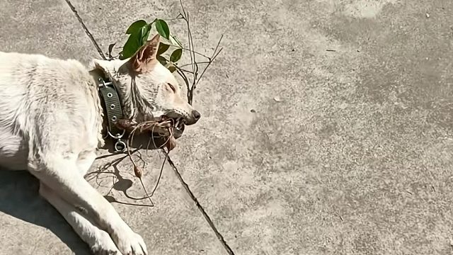 我家大哥遛达回来了，累趴了在门口，还咬了棵野生草药回来，它看我回来拿了才安心睡觉，今晚跟大哥一起炖老母鸡吃