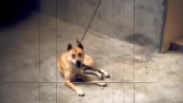中华田园犬的规矩