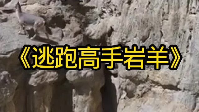 逃跑高手岩羊大型猎食者雪豹都追不上它