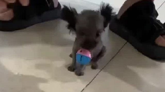 狗子：你看我这样的需要牵绳吗