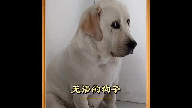无语的狗子