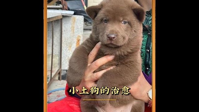 这个世界不能没有小狗