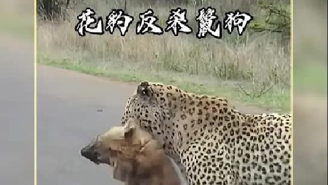 花豹反杀鬣狗的罕见一幕