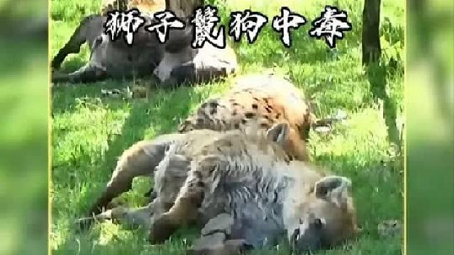 狮群和猎狗吃了中毒大象，结果悲剧了