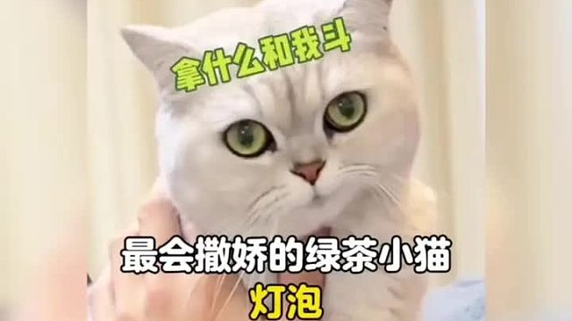 谁能拒绝一只爱撒娇的绿茶猫